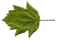 Blatt von Sorbus torminalis Elsbeere
