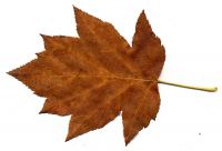Herbstfärbung von Elsbeere