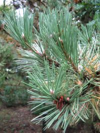 Blatt von Pinus nigra var. laricio Korsische Kiefer