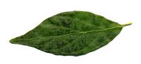 Blatt von Lonicera maackii Maacks Heckenkirsche