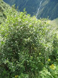 Habitus Alnus viridis