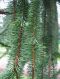 Blatt von Picea abies 'Inversa'