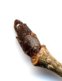 Knospe von Ulmus pumila