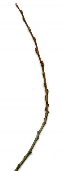 Zweig von Salix aurita