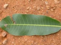 Blatt von Butyrospermum parkii Afrikanischer Butterbaum