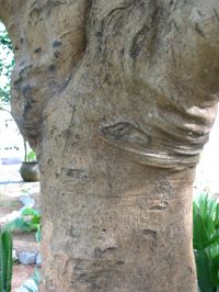 Borke von Flammenbaum
