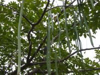 Früchte von Cassia siberiana