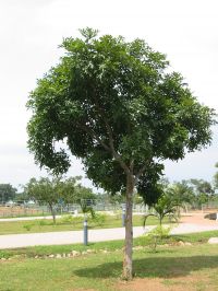Habitus/ Gestalt / Äußere Form von Khaya senegalensis