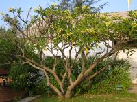 Habitus/ Gestalt / Äußere Form von Plumeria rubra