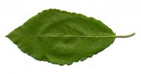 Blatt von Salix caprea 'Kilmarnock' Hängekätzchen-Weide
