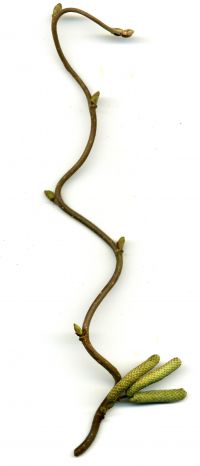 Zweig von Corylus avellana 'Contorta'