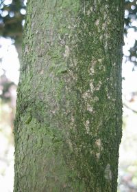 Rinde von Gewöhnlicher Buchsbaum / Buxus sempervirens
