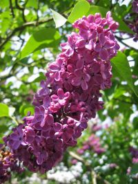 lilablühende Sorte Syringa vulgaris