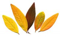 Herbstfärbung von Himalaya-Baummispel