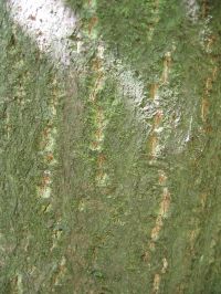 Rinde von Gemeiner Faulbaum / Frangula alnus