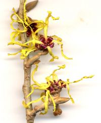 Blüten von Hamamelis x intermedia