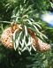 Blüten von Picea engelmanii