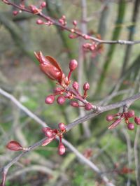 Blütenknospe von Prunus cerasifera 'Nigra'