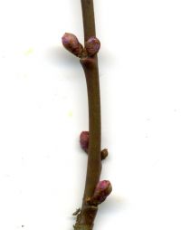 Knospe von Prunus cerasifera 'Nigra'