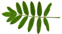 Blatt von Sorbus domestica Speierling