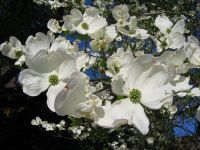 Blüten von Cornus florida