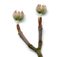 Blütenknospe von Cornus florida
