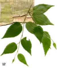 Blätter & Borke Betula costata