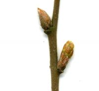 Knospe von Libanon-Eiche / Quercus libani