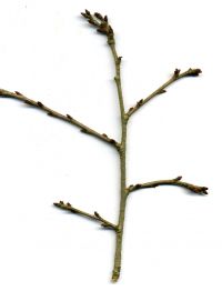 Zweig von Prunus subhirtella