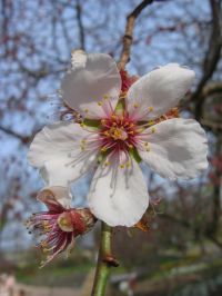 Blüten von Prunus dulcis