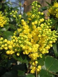 Blüten von Mahonia aquifolium