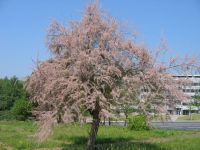 Habitus/ Gestalt / Äußere Form von Tamarix parviflora