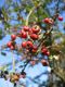 Früchte von Crataegus laevigata 'Paul's Scarlet'