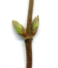 Knospe von Philadelphus coronarius