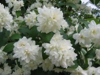Philadelphus x virginalis Philadelphus coronarius