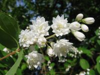Blüten von Deutzia scabra