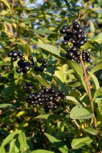 Früchte / Beeren Ligustrum vulgare