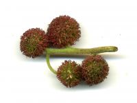 Blüten von Platanus orientalis