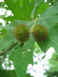 Früchte von Platanus orientalis