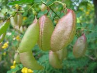 Früchte von Colutea arborescens