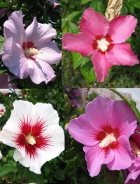 Blüten in verschiedenen Farben Hibiscus syriacus