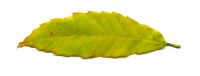 Herbstfärbung von Seidenraupen-Eiche