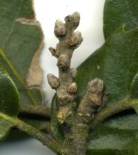 Knospe von Stein-Eiche / Quercus ilex