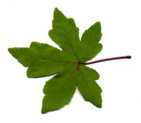 Blatt von Liquidambar orientalis Orientalischer Amberbaum