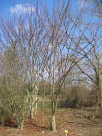 Habitus im Winter Acer davidii subsp. grosserii