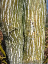Borke von Grossers Ahorn