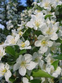 Blüten von Malus sargentii