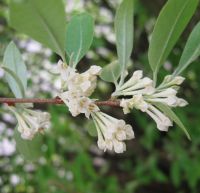 Blüten von Elaeagnus umbellata