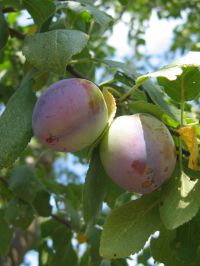 Früchte von Prunus domestica subsp. domestica