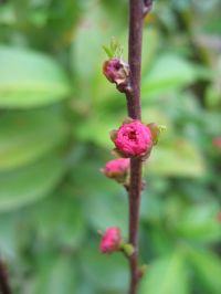 Blütenknospe von Prunus triloba